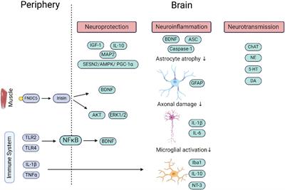 The effects of whole-body vibration therapy on immune and brain functioning: current insights in the underlying cellular and molecular mechanisms
